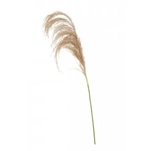 FIORI NATURAL PAMPAS GRASS STEM