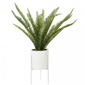 Fiori Fern with White Cement and Iron Pot