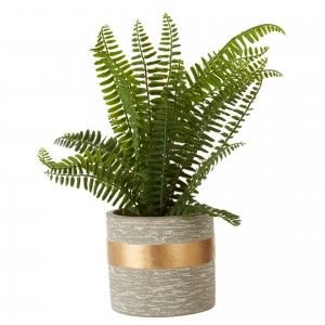 Fiori Boston Fern Succulent