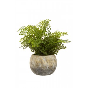 Fiori Fern With Cement Pot