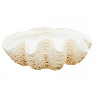 Byron Large Clam Shell Bowl